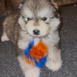 Legs - Seal and white female Alaskan Malamute puppy in Orinda, California from Jennifer Corr's Onak Alaskan Malamutes