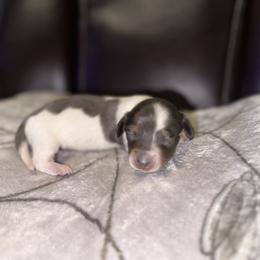 Dachshund Puppies from Sweet Peach Minis