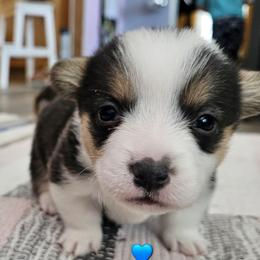 Daryl - Black and tan male Pembroke Welsh Corgi puppy in Frontenac, Kansas from Holloway Corgis