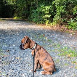 Boxer Puppies from Whynot Blue Ridge Mountain Boxer's