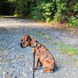 Boxer Puppies from Whynot Blue Ridge Mountain Boxer's