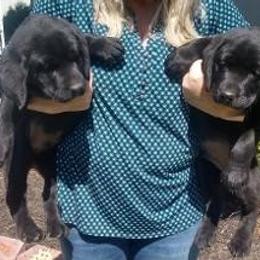Labrador Retriever Puppies from Buffalo Valley Breeders