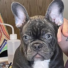 French Bulldogs from Cat's Custom Frenchies
