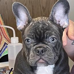 French Bulldogs from Cat's Custom Frenchies