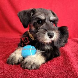 Boy 2 - male Miniature Schnauzer puppy in Daphne, Alabama from Puppy Sugars Kennels