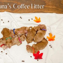 Goldendoodle Puppies from Doodle Paws Az