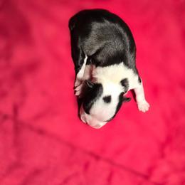 Girl 6 - Black and white female Boston Terrier puppy in Millers Creek, North Carolina from Tumbling Shoals Hilltop Bostons