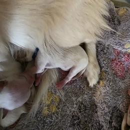 Boy 3 (TBA) - Cream male Chihuahua puppy in Jacksonville, Florida from Precious Paws of Florida - Chihuahuas