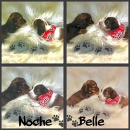 Dachshund Puppies from The Gentle Kennels