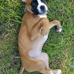 Boxer Puppies from Aleman Boxers