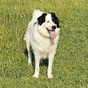 Sadie - Karakachan