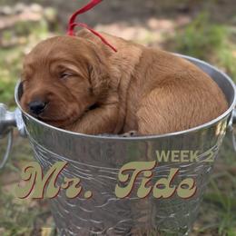 Mr. Tide - Red  male Goldendoodle puppy in Pensacola, Florida from Ruby Pupper Doodles