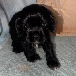 Prue - Black and white female Cocker Spaniel puppy in Hickory, North Carolina from Homegrown Spaniels