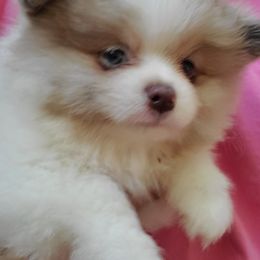Pup 5 boy 2 - Chocolate merle male Pomeranian puppy in Carrollton, Georgia from B AND R'S POMERANIAN'S