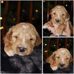 Cream - Cream male Whoodle puppy in Smallett, Missouri from Leshas Whoodles