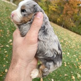 Orion - Tri-color male Bernedoodle puppy in Holtwood, Pennsylvania from Country Ridge Puppies
