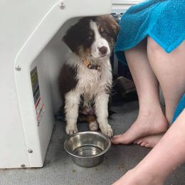 Australian Shepherd All Grown Up from Spunky Farms Aussies