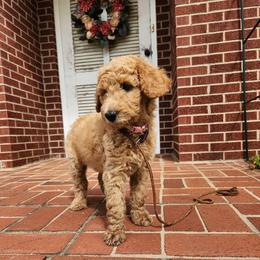 Baby - Red  female Poodle puppy in Spartanburg, South Carolina from Taya's Pups