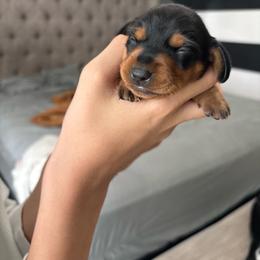 Chloe - Black and tan female Dachshund puppy in Tomball, Texas from Gutierrez House of Doxies