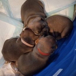 French Bulldog Puppies from Gisclair Farm