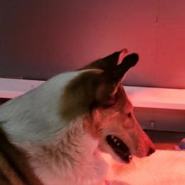 CH Clearvu's Warrior on Fire - Sable and white female Collie puppy in Amherst, Virginia from Clearvu Kennels