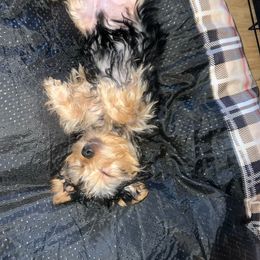 Yorkshire Terrier Puppies from YorkiStars