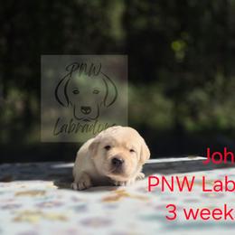 John - Yellow male Labrador Retriever puppy in Rogue River, Oregon from PNW Labradors