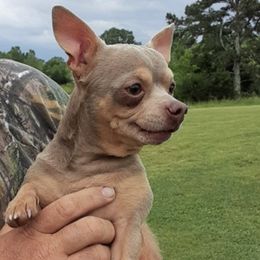 Chihuahuas from Jami's Precious Puppies & More
