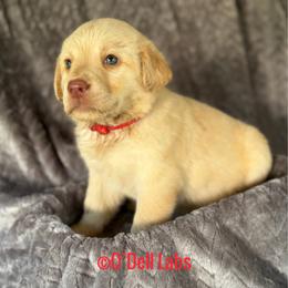 Sugar - Yellow female Labrador Retriever puppy in Sullivan, Missouri from O’Dell Labs