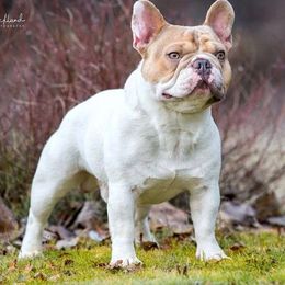 Benny - French Bulldog