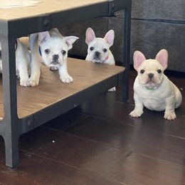 French Bulldog Puppies from Windy Vally Frenchies