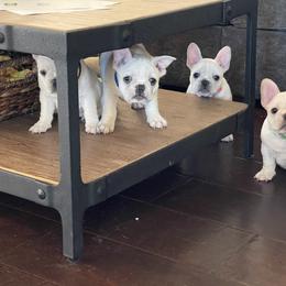 French Bulldog Puppies from Windy Vally Frenchies