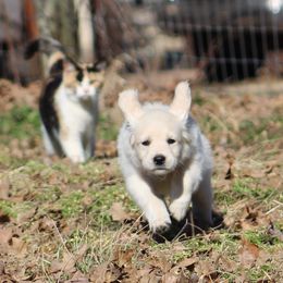 Golden Retriever Puppies from Golden Barnes Kennel