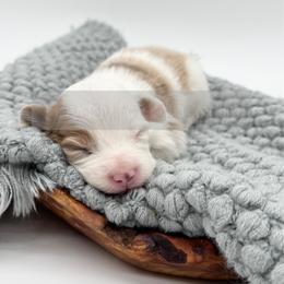 Woody - 1800 Full Fluffy - Red male Pembroke Welsh Corgi puppy in Rozet, Wyoming from Hayday Ranch Corgis