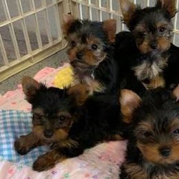 Yorkshire Terriers from Marsha's Yorkies