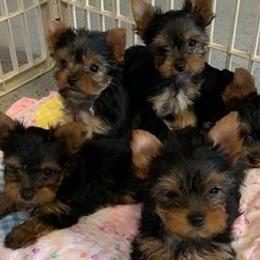 Yorkshire Terriers from Marsha's Yorkies