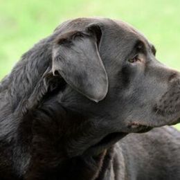 Labrador Retrievers from Stonecrest Labrador Retrievers