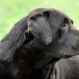 Labrador Retrievers from Stonecrest Labrador Retrievers