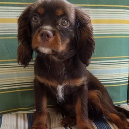 AKC Groot - Chocolate male Cavalier King Charles Spaniel puppy in Soddy Daisy, Tennessee from Cocoa Cavaliers