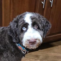 Aussiedoodle and Australian Shepherd Puppies from Junipersdoodles