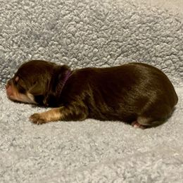 Purple - Tri-color female Yorkipoo puppy in Martin, Tennessee from Danza Bolo