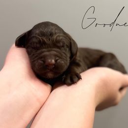 Assorted Doodle Crosses and Newfoundland Puppies from Bluegrass Newfypoos