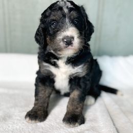 Bear - Tri-color male Bernedoodle puppy in Osage City, Kansas from Golden Ridge Goldens