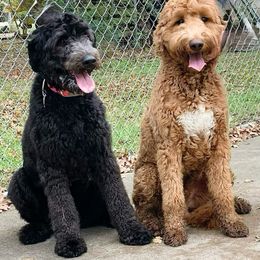 Australian Labradoodle Puppies from Whimsical Labradoodles