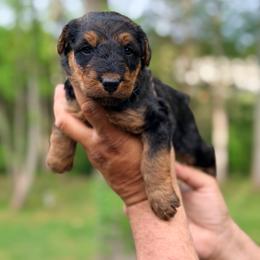 Baby Girl Red - Black and tan female Airedale Terrier puppy in Mooresville, North Carolina from Farm 55