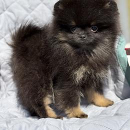 Star - Black and tan female Pomeranian puppy in Ector, Texas from BB Pomeranians