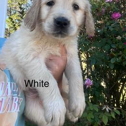 White - Golden female Golden Retriever puppy in Jesup, Georgia from Painted Platinum Retrievers (Painted Platinum Kennel) PPK