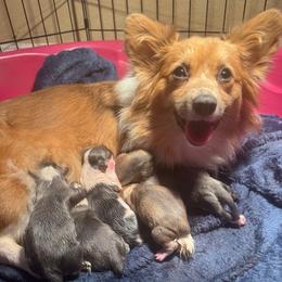 Trendy - Pembroke Welsh Corgi