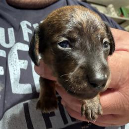 Dachshund Puppies from Witchy Woman’s Wiener’s