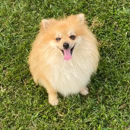 King - Pomeranian
